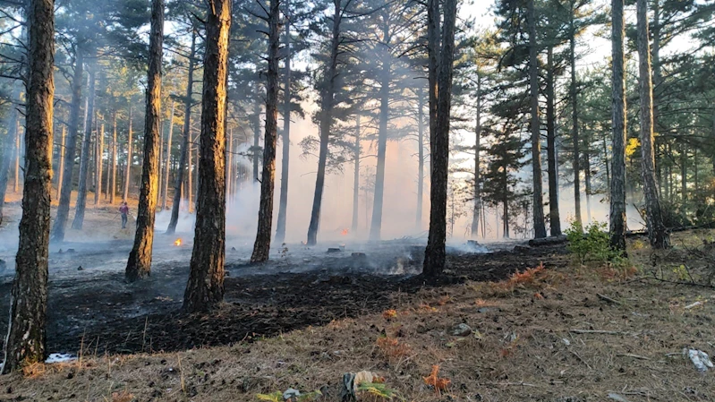 Ayvacık’ta ormanlık alandaki örtü yangını kontrol altına alındı

