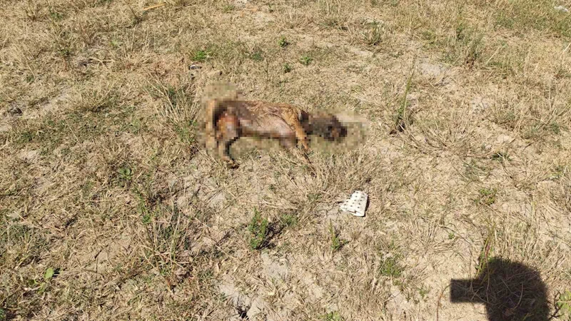 Alibey Barajı’ndaki köpek ölülerini İSKİ temizlemeyince, Sultangazi Belediyesi topladı