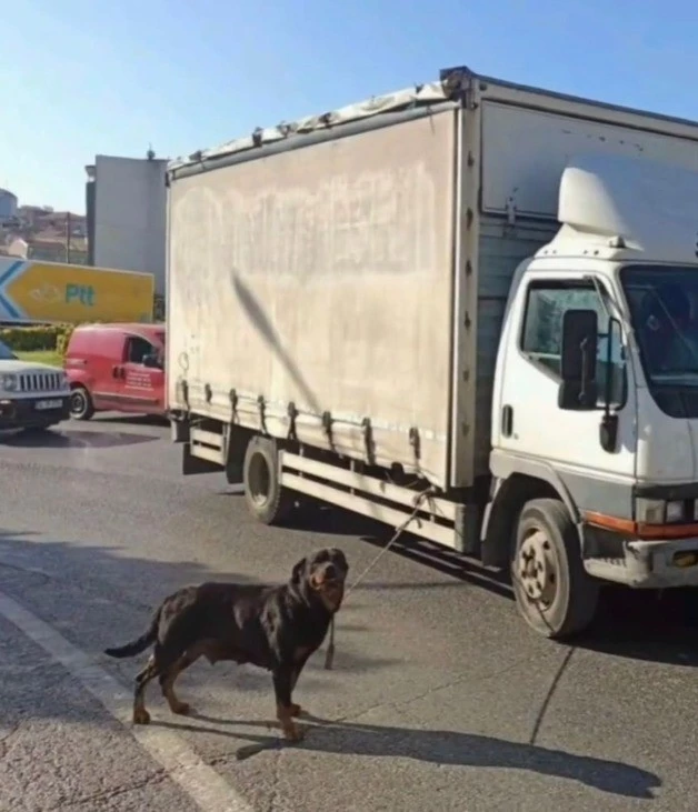 Bağcılar’da köpeği kamyonete iple bağlayan sürücüye para cezası

