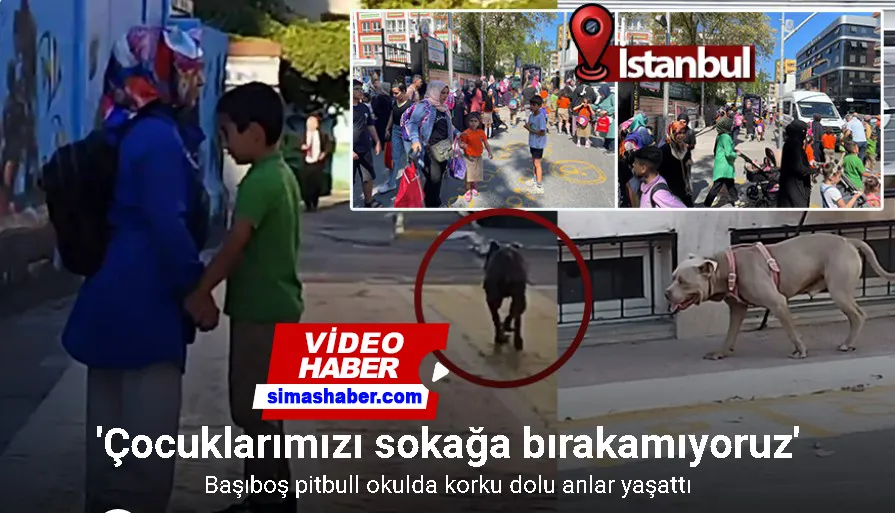 Bağcılar’da başıboş pitbull okulda korku dolu anlar yaşattı