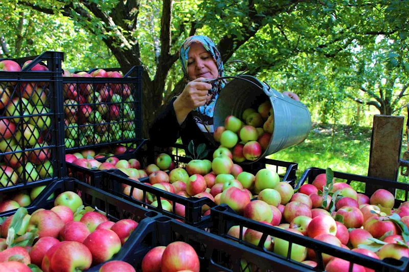 Amasya’nın 2 bin yıllık sembolü misket elmasının hasadı başladı
