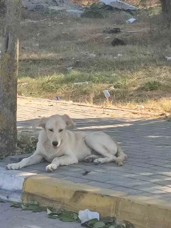 Avcılar’da boğazı kesik köpek bulundu
