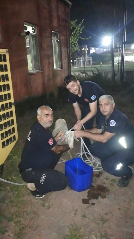 Foseptik çukuruna düşen koyunu itfaiye ekipleri kurtardı
