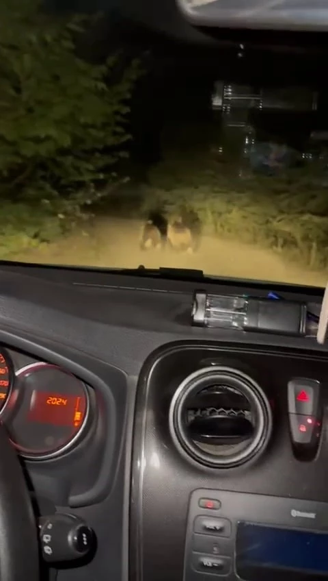 Otomobilden kaçan yavru ayılar görüntülendi
