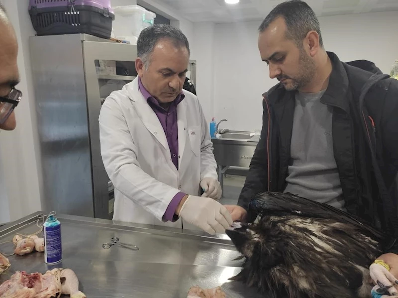 Kartal Belediyesi Veteriner İşleri Müdürlüğü ekipleri yaralı akbabayı tedavi altına aldı
