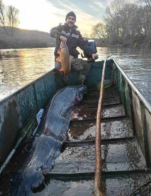 Meriç Nehrinde dev yayın balığı yakalandı