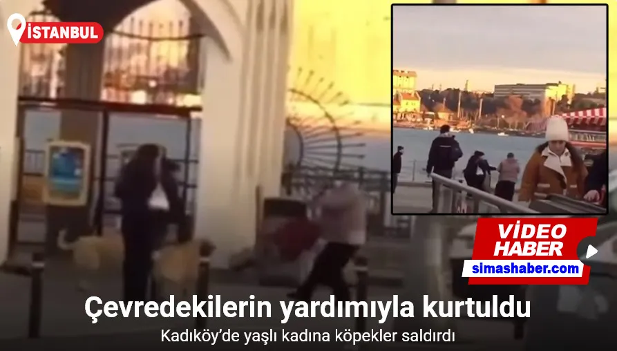 Kadıköy’de yaşlı kadına köpekler saldırdı