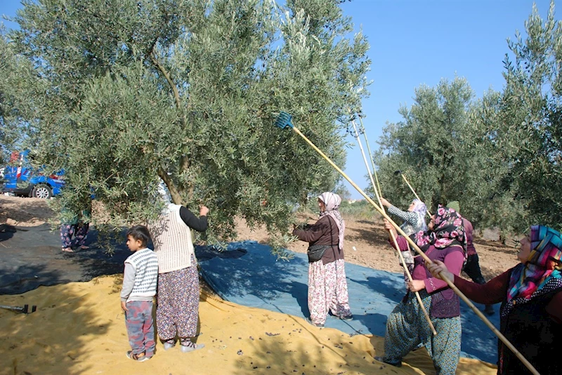 Mudanya’dan bu yıl 4 bin 500 ton zeytin çıktı
