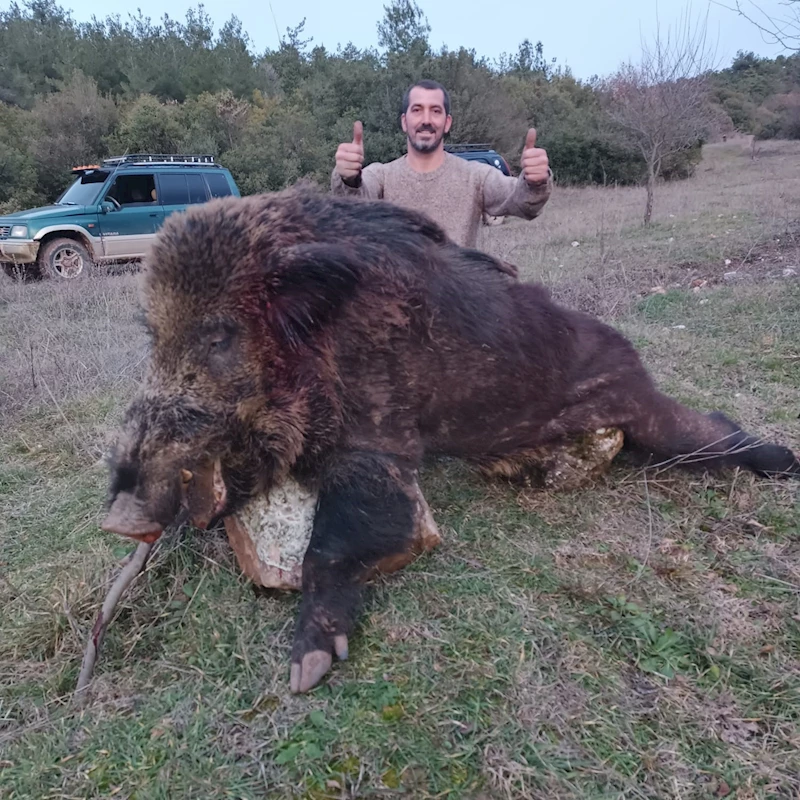 Bilecik’te avcıların vurduğun 300 kiloluk dev domuz görenleri hayrete düşürdü
