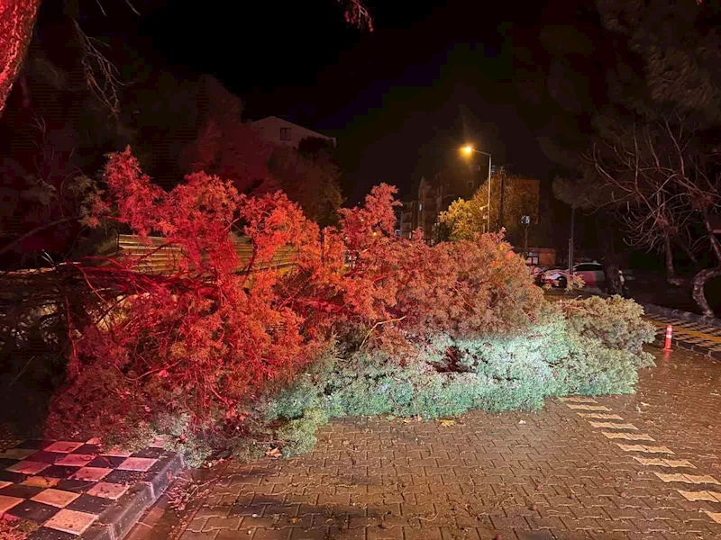 Ezine’de fırtına nedeniyle ağaç devrildi, kapanan yol belediye ekiplerince açıldı
