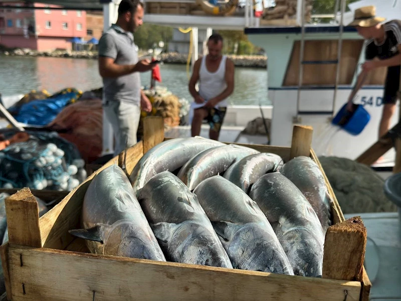 Balıkçılar önümüzdeki günlerde Karadeniz’de palamut bolluğu bekliyor
