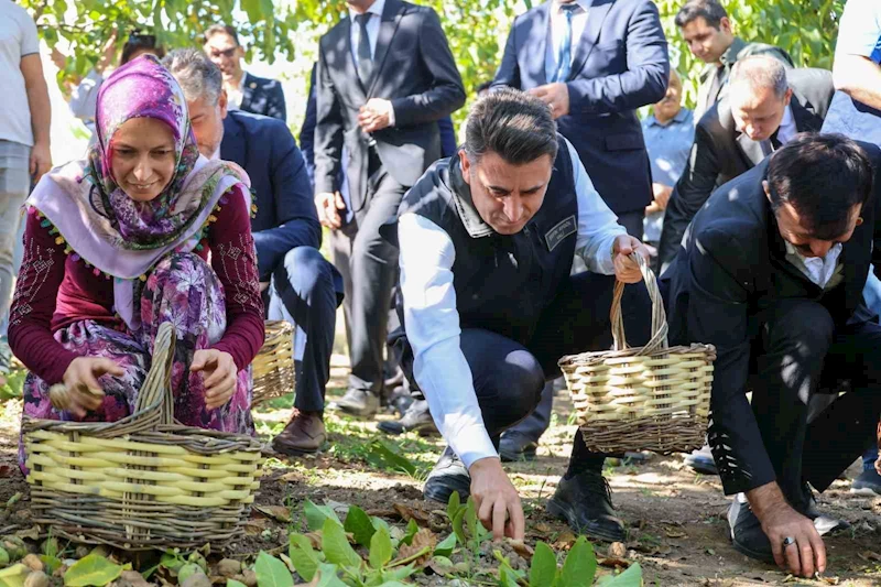 Ceviz üretiminde Türkiye 3’üncüsü Bilecik oldu
