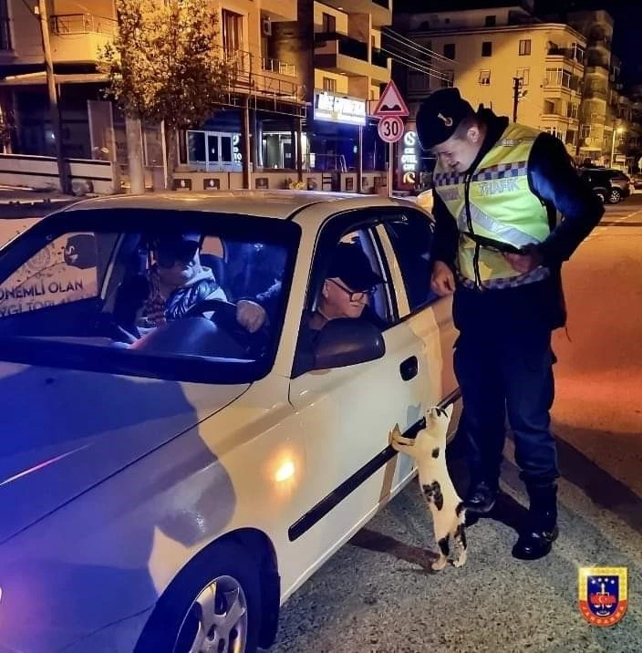 Tekirdağ’da denetim sırasında araca tırmanan kedi gülümsetti: 