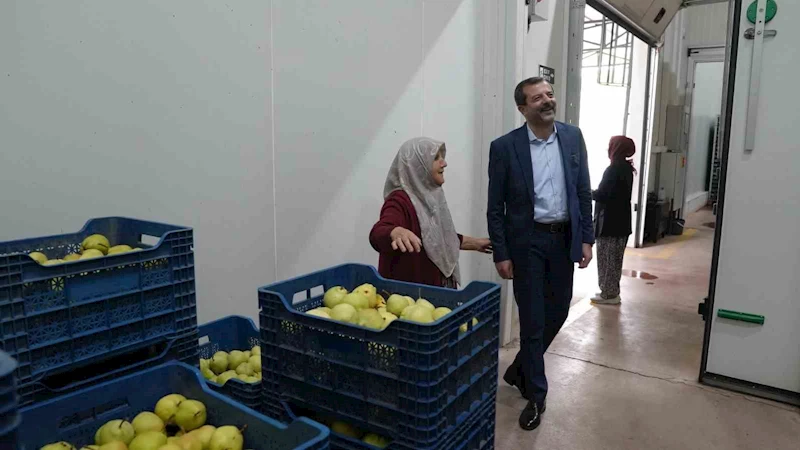 Hayriye teyze Gürsu armudu ile girişimci oldu
