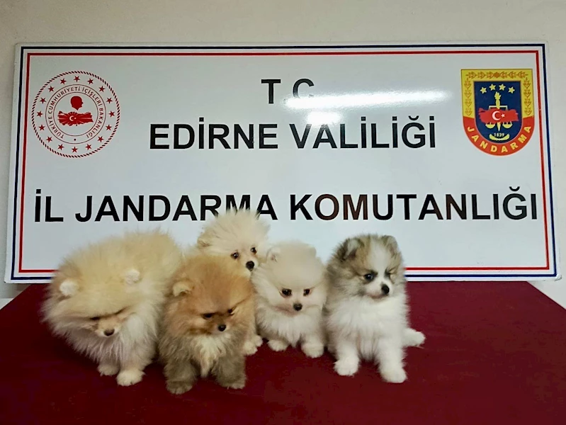 Cins köpekler jandarmayı geçemedi
