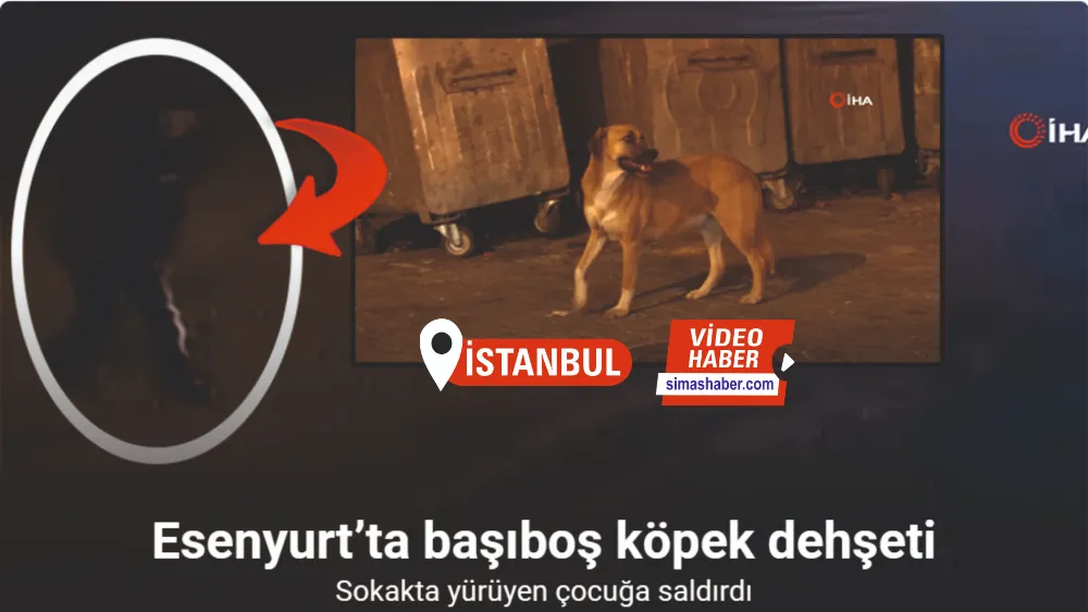 Esenyurt’ta başıboş köpekler, sokakta yürüyen çocuğa saldırdı