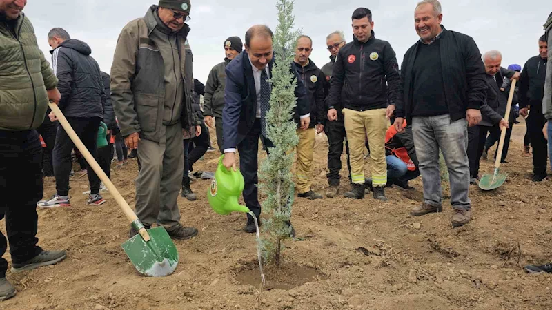 Bandırma’da yanan alanda 750 çam fidanı toprakla buluştu
