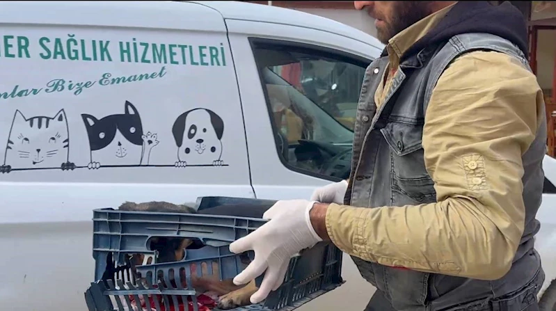 Duyarsız sürücünün çarptığı köpeğe zabıta ekipleri sahip çıktı
