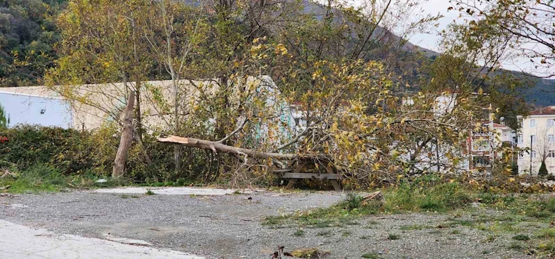 Yalova’da lodos: Ağaçlar ve telefon direkleri devrildi
