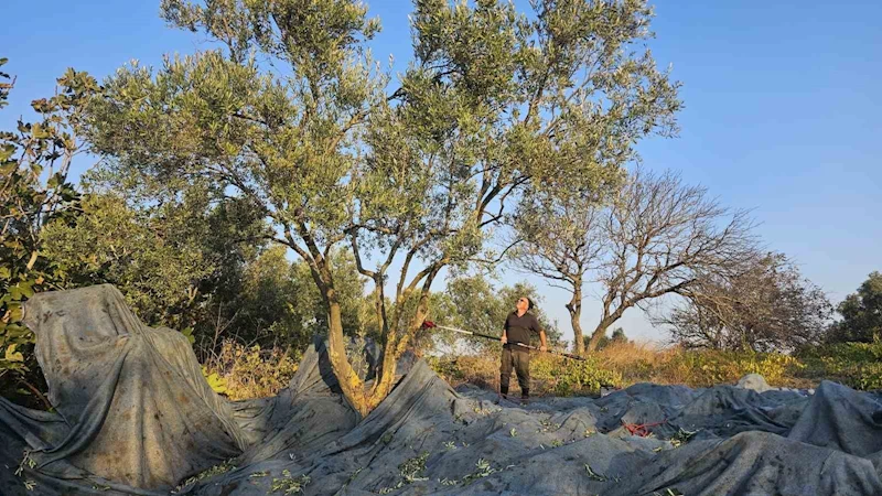 Güney Marmara’da zeytin hasadı başladı
