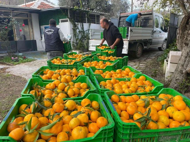 BELEDİYE MANDALİNA ÜRETİCİLERİNİN YANINDA