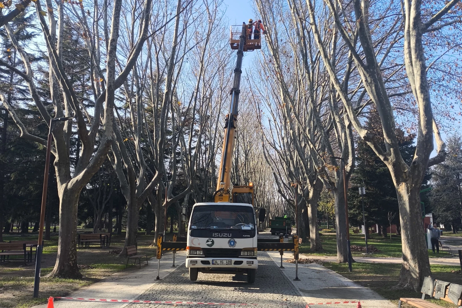 Bursa’da çınar ağaçlarına kış bakımı