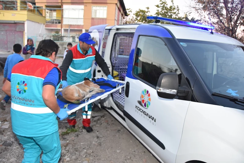 TÜRKİYE’DE İLK OLAN KÜÇÜK DOSTLAR AMBULANSI İLE 8 BİN 753 CAN KURTARILDI