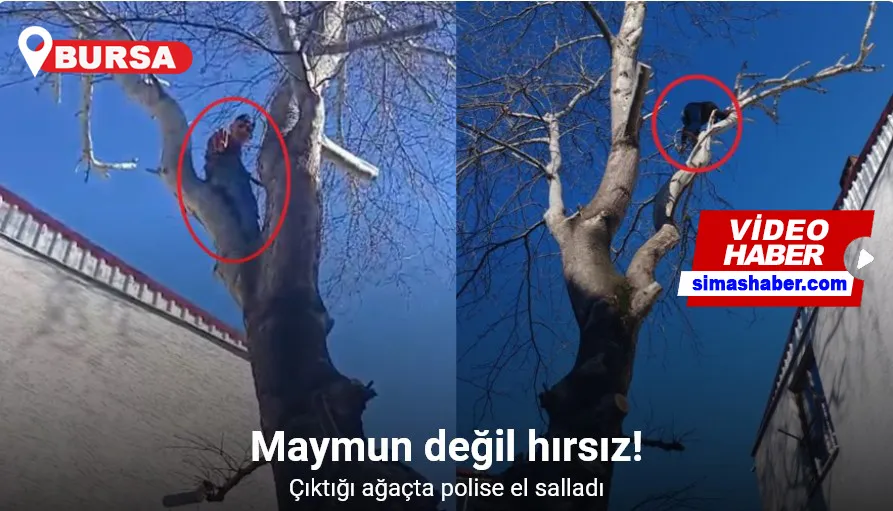 Ağaca çıkan maymun değil hırsız... Çıktığı ağaçta polise el salladı