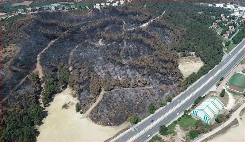 Bursa’da yanan ormanların yerine 48 bin fidan dikildi
