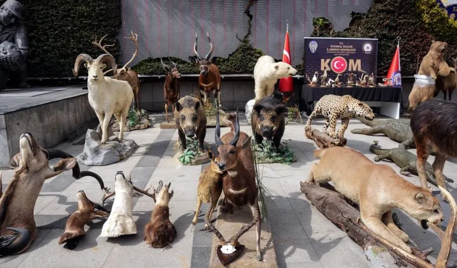 İstanbul’da yaban hayvanlarına ait yüzlerce tahnitin ele geçirildiği operasyonunun detayları ortaya çıktı