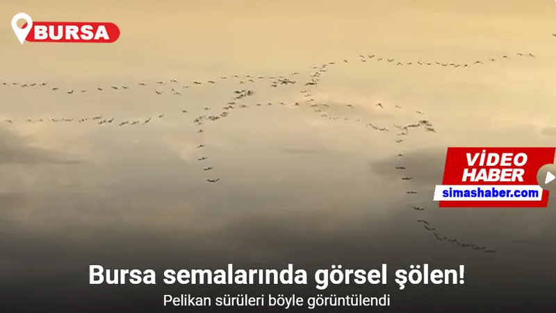 Pelikan sürüsü Bursa semalarında görsel şölen oluşturdu