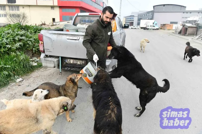 Esenyurt Belediyesi sokak hayvanlarına mama ve su desteğini sürdürüyor