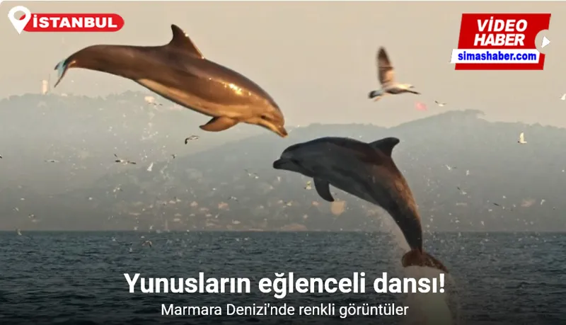 İstanbul’da yunusların coşkusu kameraya yansıdı