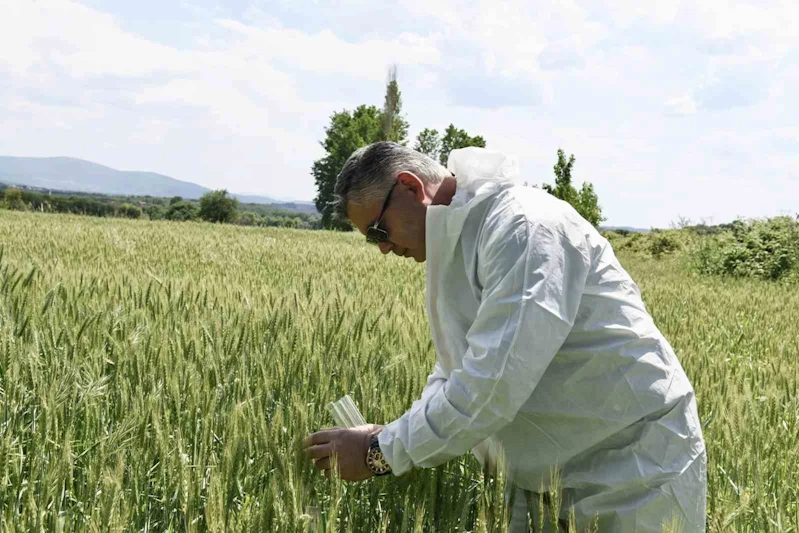 Balıkesir’de süne ile biyolojik mücadele başladı
