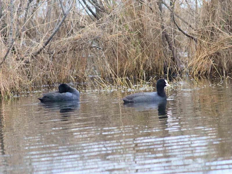 Altınova’da “Dünya Göçmen Kuşlar Günü” kutlandı
