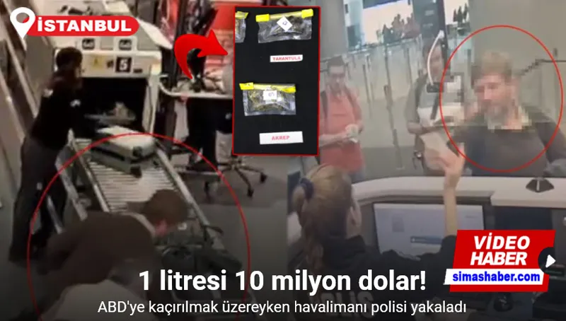 İstanbul Havalimanı’nda kaçakçılık operasyonu: ABD’li müze müdürü tarantula ve akrep kaçakçılığı yaparken yakalandı
