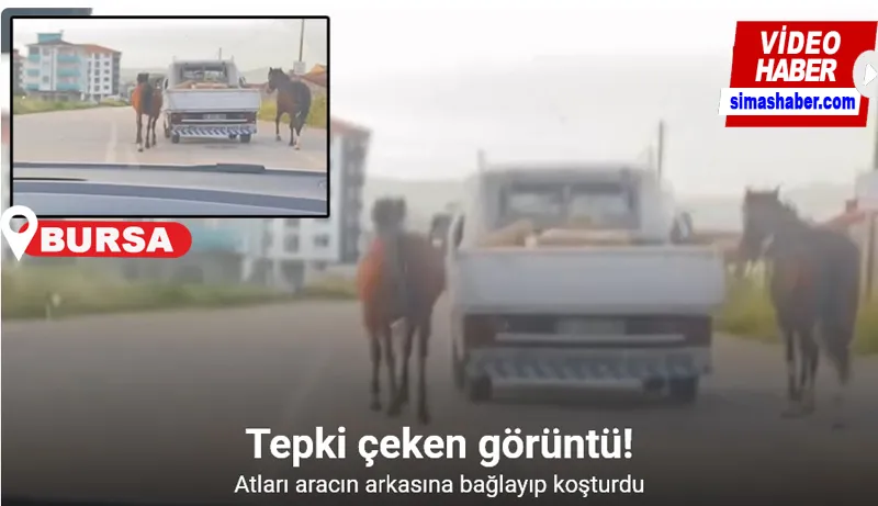 Bursa’da tepki çeken görüntü: Atları aracın arkasına bağlayıp koşturdu