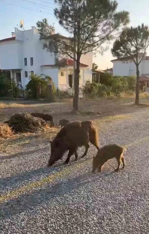 Aç kalan domuzları kurabiye ile besledi
