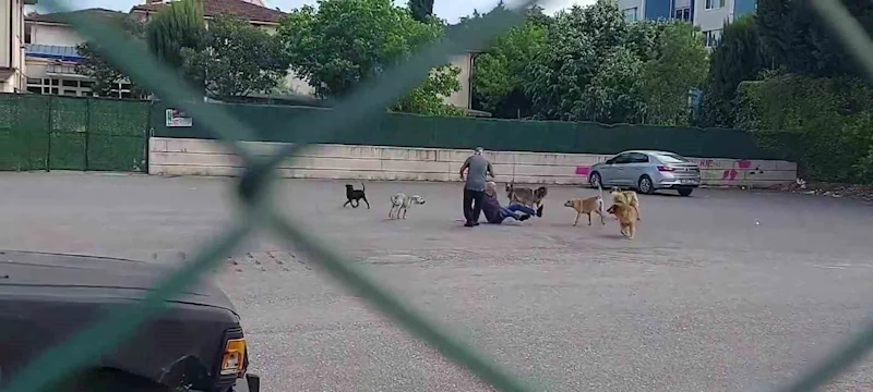 Sokak ortasında 10 köpeğin saldırısına uğradı
