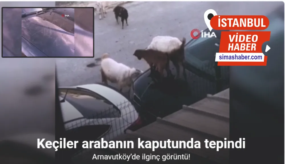 Arabanın kaputunda tepinen keçiler kamerada