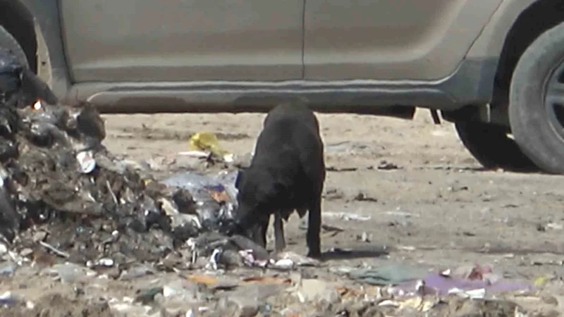 Yangında duygulandıran detay: Anne köpek dumanların içinde yavrularını aradı
