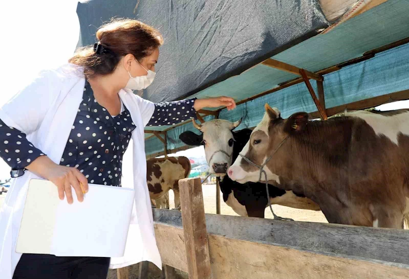 Mudanya’da hayvan pazarı yer değişikliği
