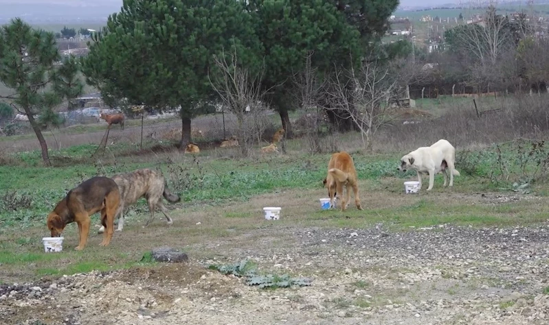 Büyükçekmece Belediye Başkanı Akgün: “Devlet katkı sağlarsa sokak hayvanları sorunu 5 yılda çözülür”
