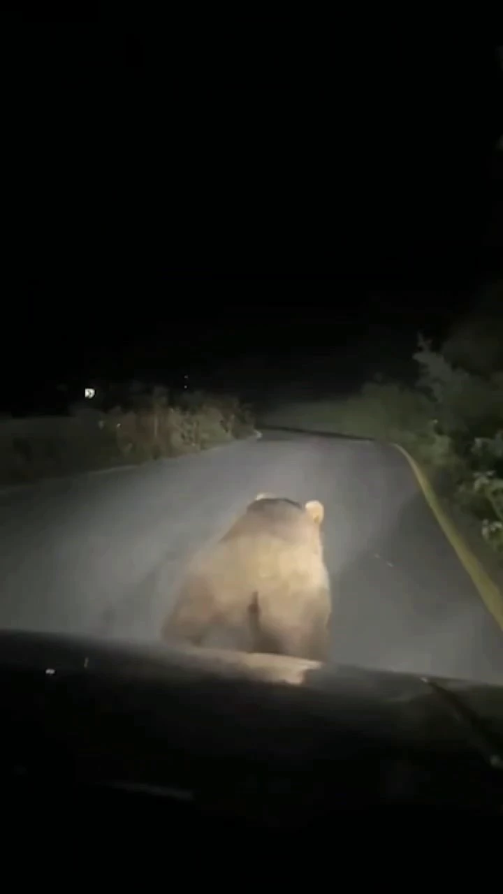 Yavru ayıyı böyle korkuttu: 