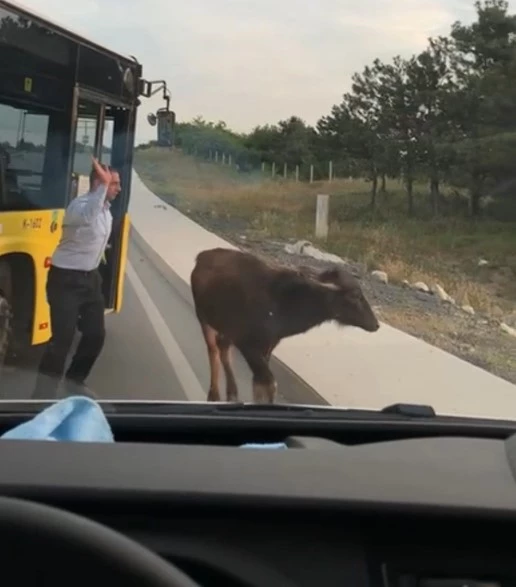Arnavutköy’de yola çıkan manda yavrusu trafiği birbirine kattı
