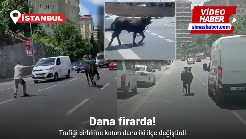 İstanbul’da kurbanlık dana firarda: Trafiği birbirine katan dana iki ilçe değiştirdi