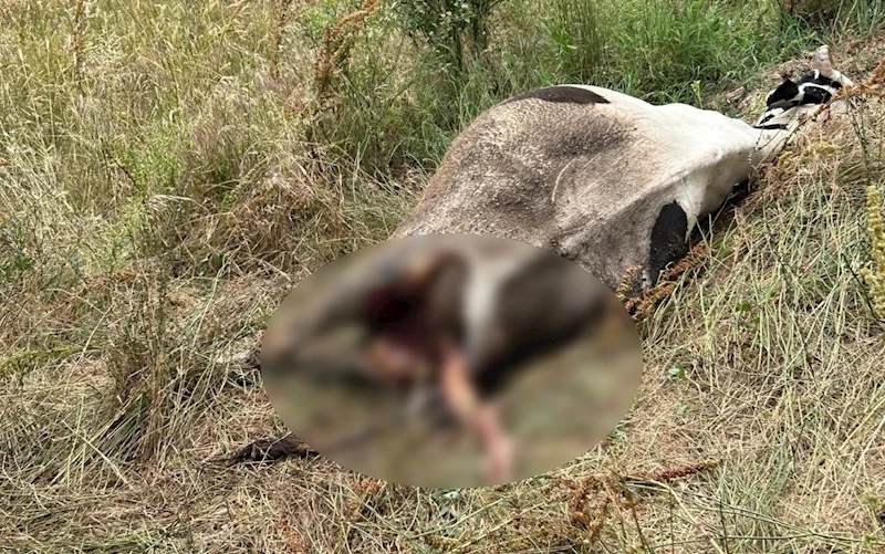 Erdek’te bir inek, yırtıcı hayvan saldırısına uğradı
