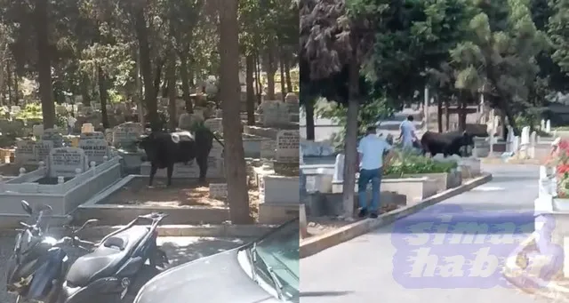 Beyoğlu’nda kızgın boğa mezarlığa daldı: İki kişiyi yaraladı, kabir ziyaretine gelenler çıkartıldı