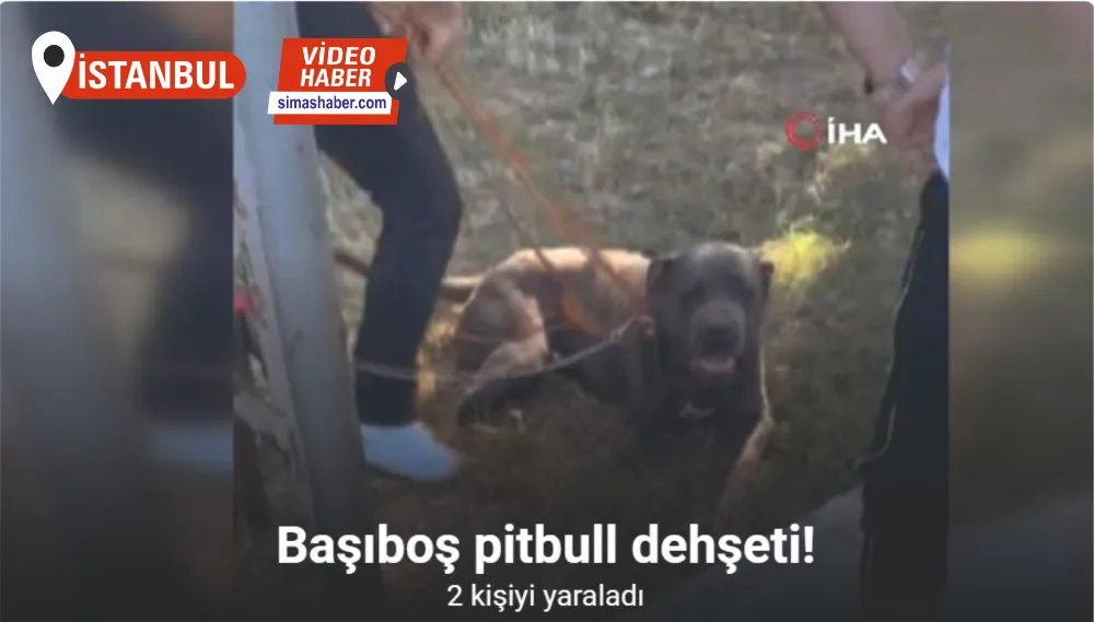 Gaziosmanpaşa’da başıboş pitbull köpeğin saldırdığı 2 kişi yaralandı