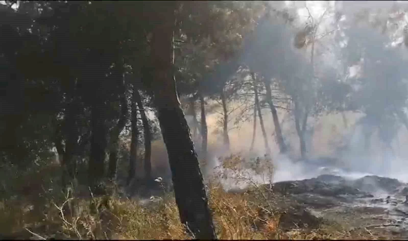 Savaştepe’de arazi yangını ormana sıçradı
